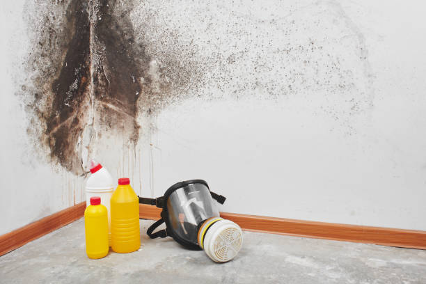 Best Home Mold Removal  in New Whiteland, IN