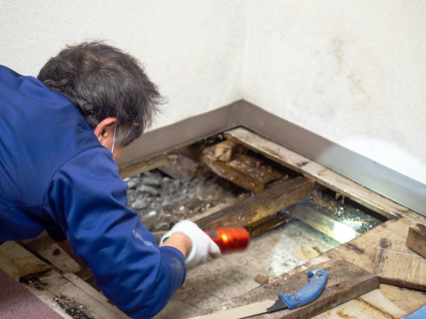 Best Emergency Mold Removal  in New Whiteland, IN