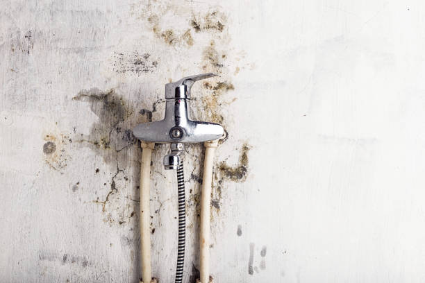 Best Mold Testing  in New Whiteland, IN