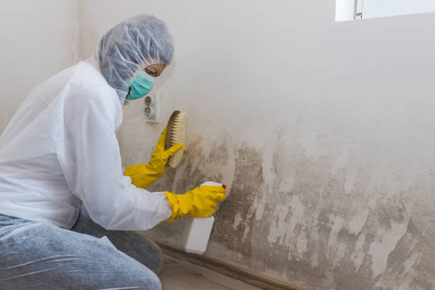 Best Local Mold Removal Service  in New Whiteland, IN