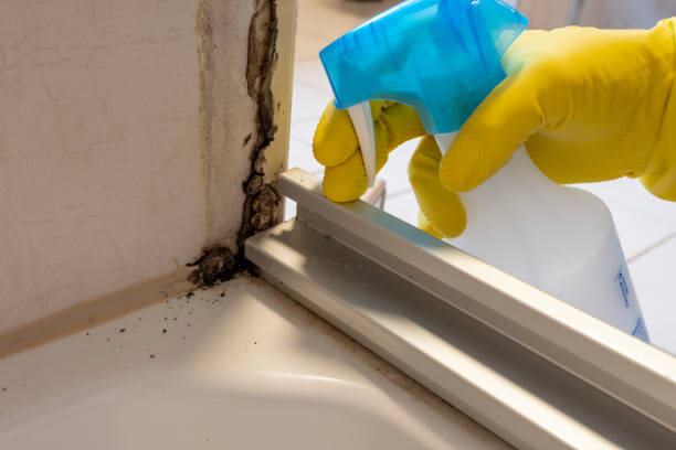 Professional Mold Removal in New Whiteland, IN