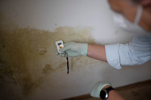 Attic Mold Removal in New Whiteland, IN