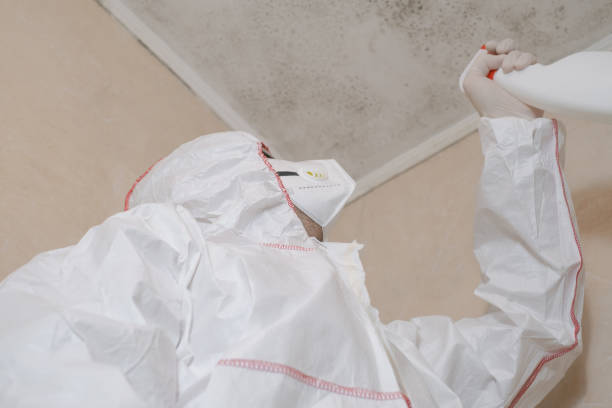 Best Best Mold Removal Companies  in New Whiteland, IN