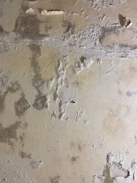 Water Damage Restoration in New Whiteland, IN