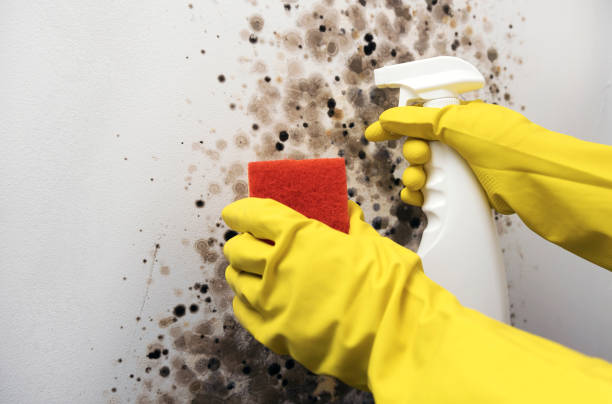 Best Toxic Mold Removal  in New Whiteland, IN