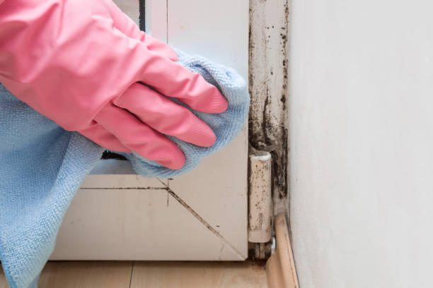 Best Office Mold Removal Services  in New Whiteland, IN