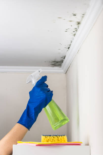 Best Attic Mold Removal  in New Whiteland, IN